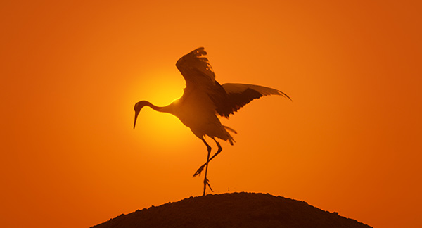 Immagine tratta dal documentario Earth, un giorno straordinario. Kochmedia