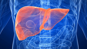 Immagine del fegato come posizionato nel corpo umano Immagine del fegato come posizionato nel corpo umano