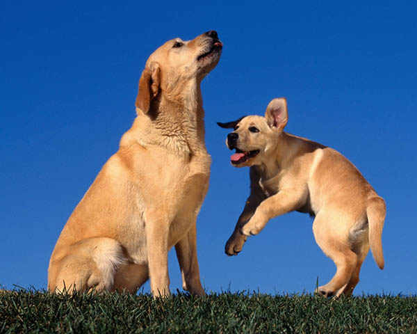 immagine di mamma cana con cucciolo: educazione alla socializzazione del cane immagine di mamma cana con cucciolo: educazione alla socializzazione del cane